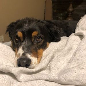 Meet your Posher, Rodge